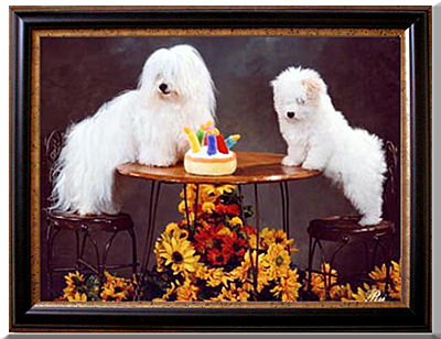 Happy 7th Birthday Coton de Tulear Breeders of Excellence! Happy 7th Birthday Coton de Tulear Breeders of Excellence!